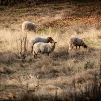 Nos moutons Pascal, Lina, Dupont et Valentine