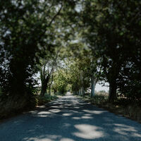 Arrivée par l'allée de platanes