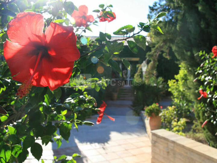 Hibiscus