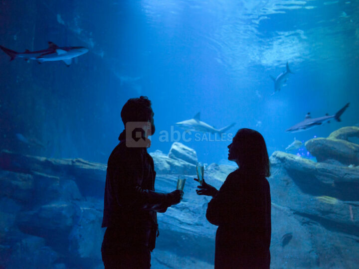 Observatoire à Requin