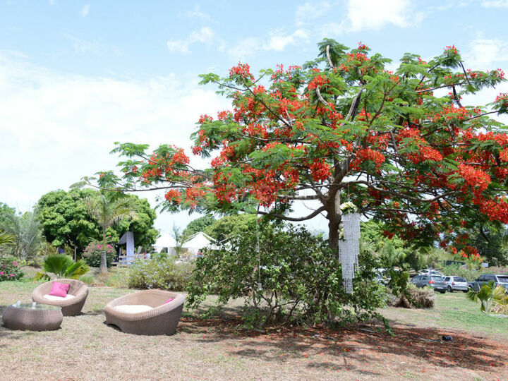 Jardin