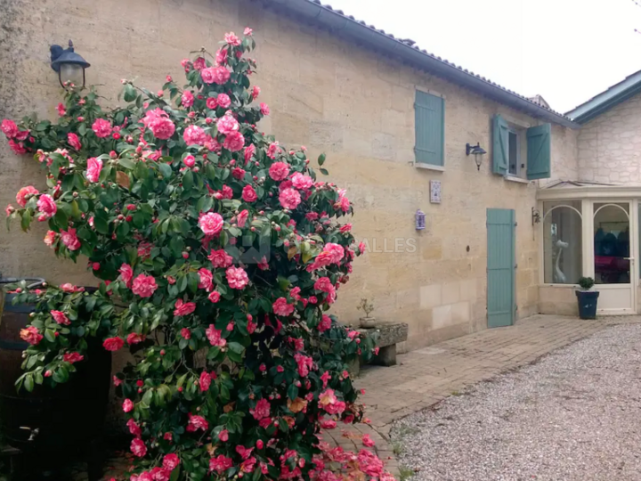 Les Vignes