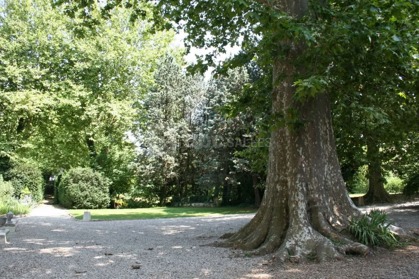 Platane tri centenaire de la cour principale