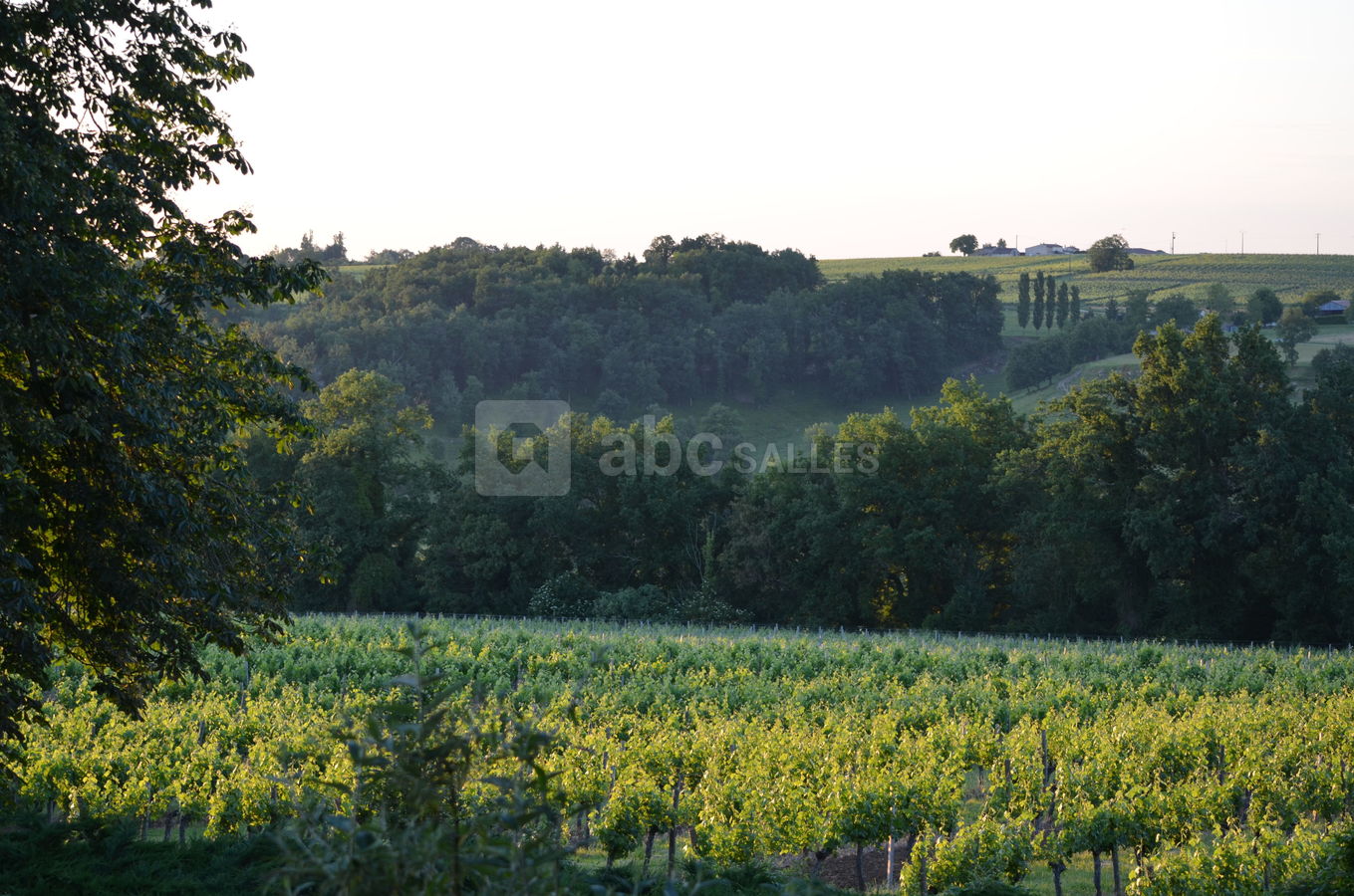 Le vignoble de Château Lardier