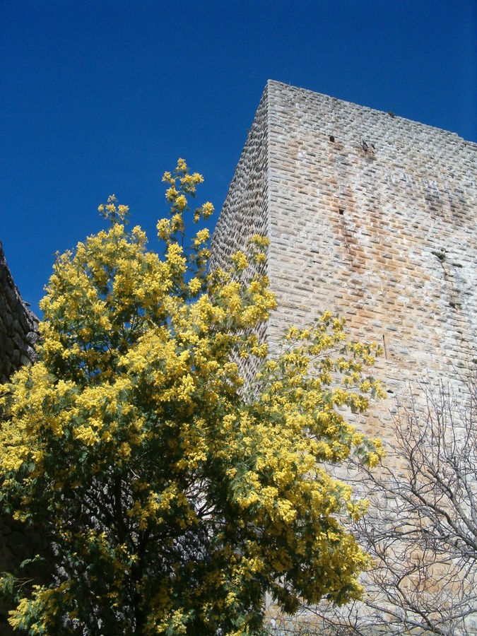 Le donjon xii eme