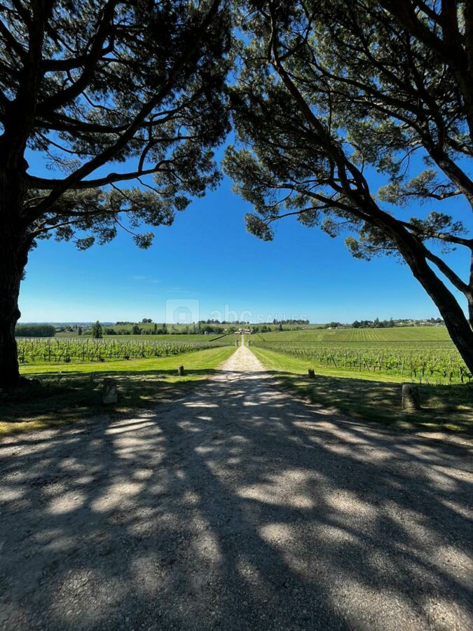 VUE IMPRENABLE SOUS LES PINS PARASOL AVEC COUCHER DU SOLEILE PARFAIT POUR PHOTO DE COUPLE