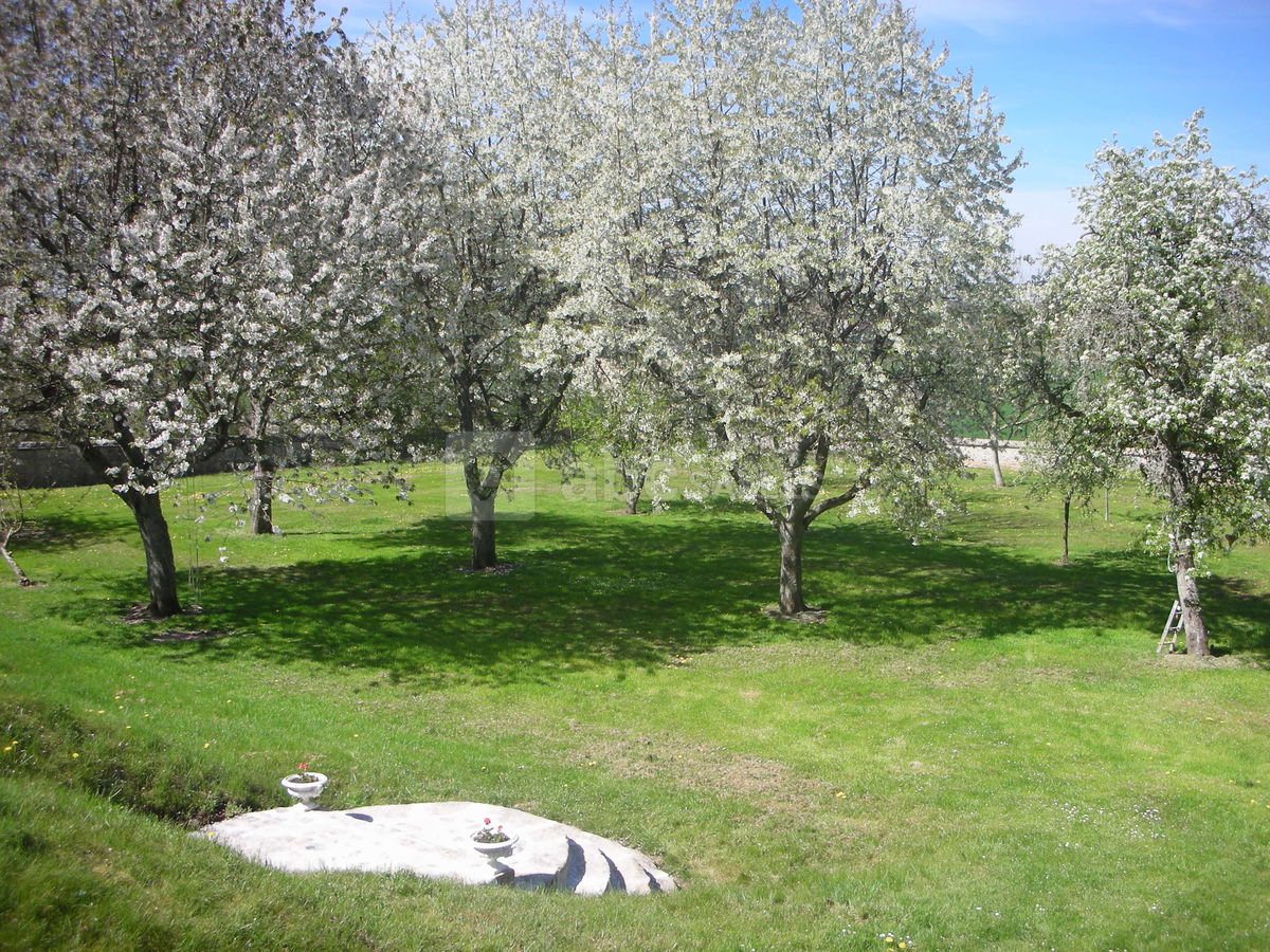 Printemps dans le verger
