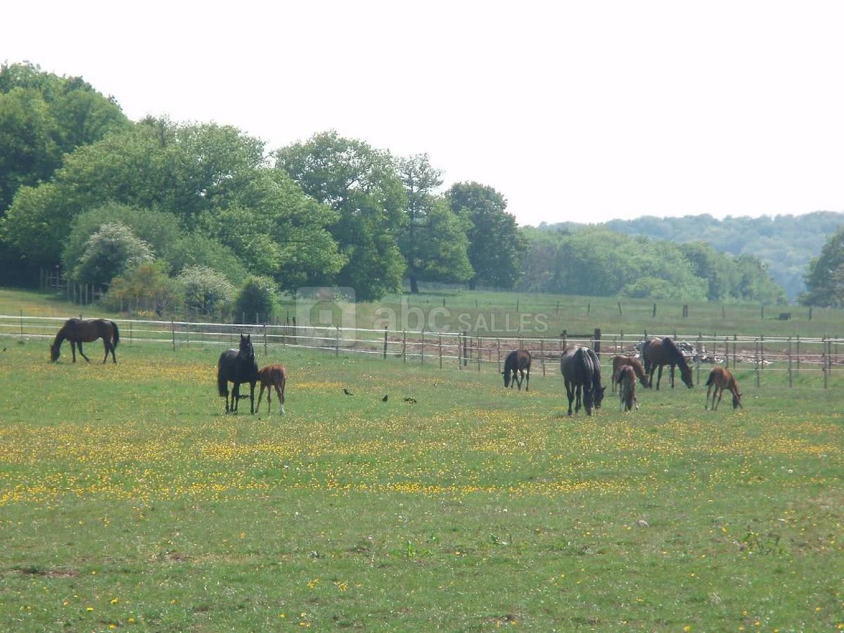Chevaux dans les herbages du haras
