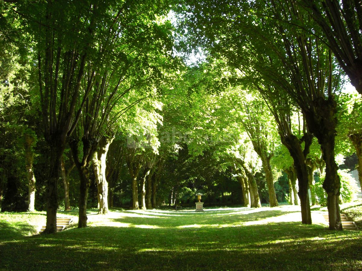 Allée des tilleuls