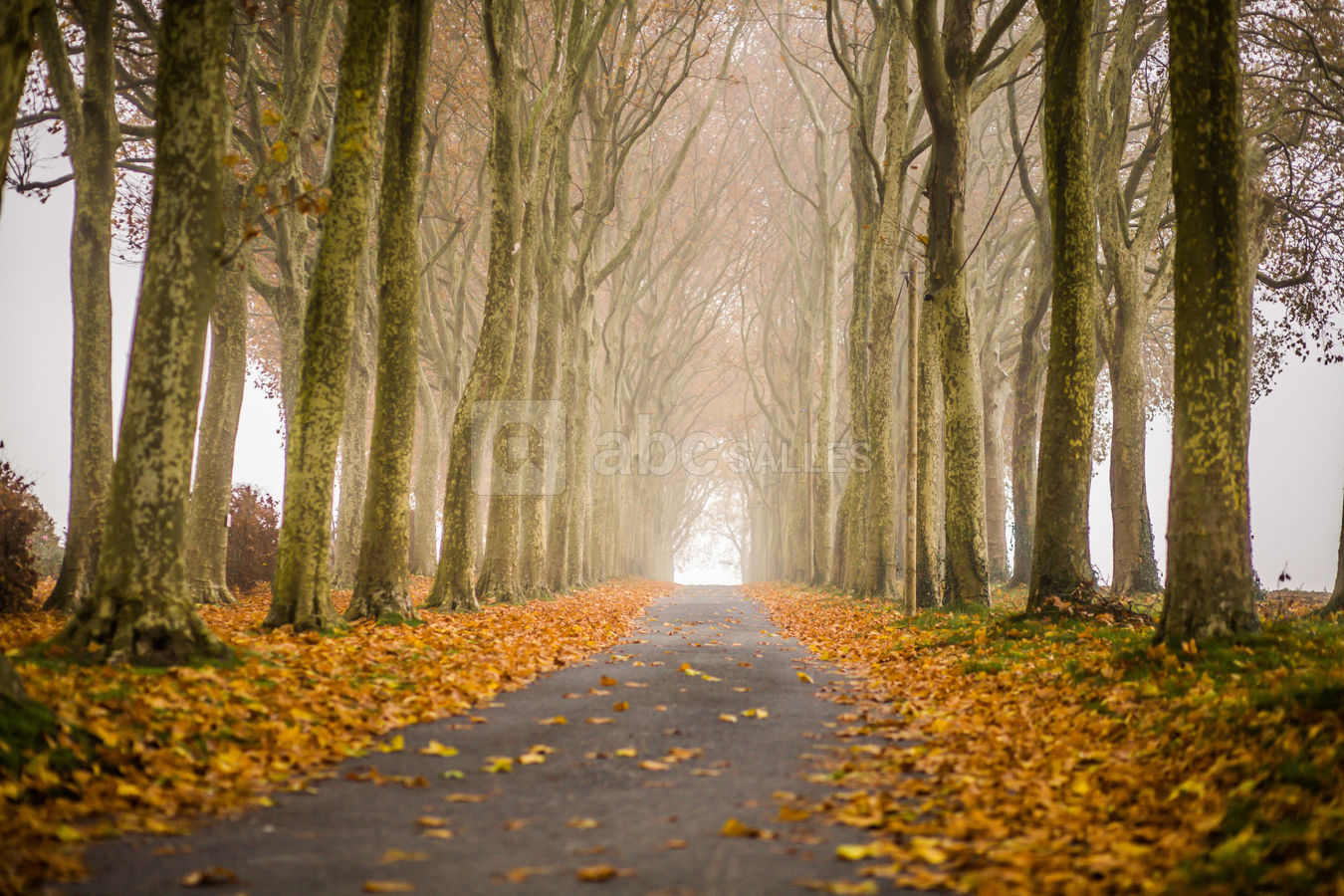 En forêt