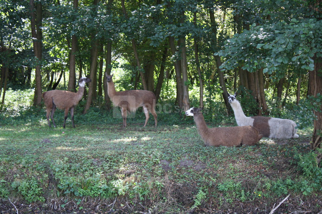 Le parc