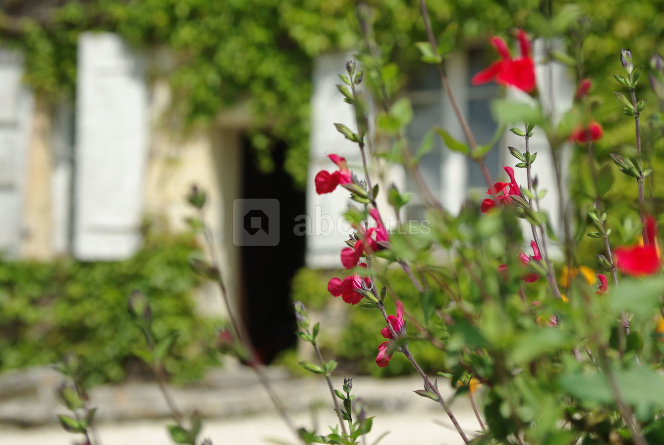 Fleurs et maison