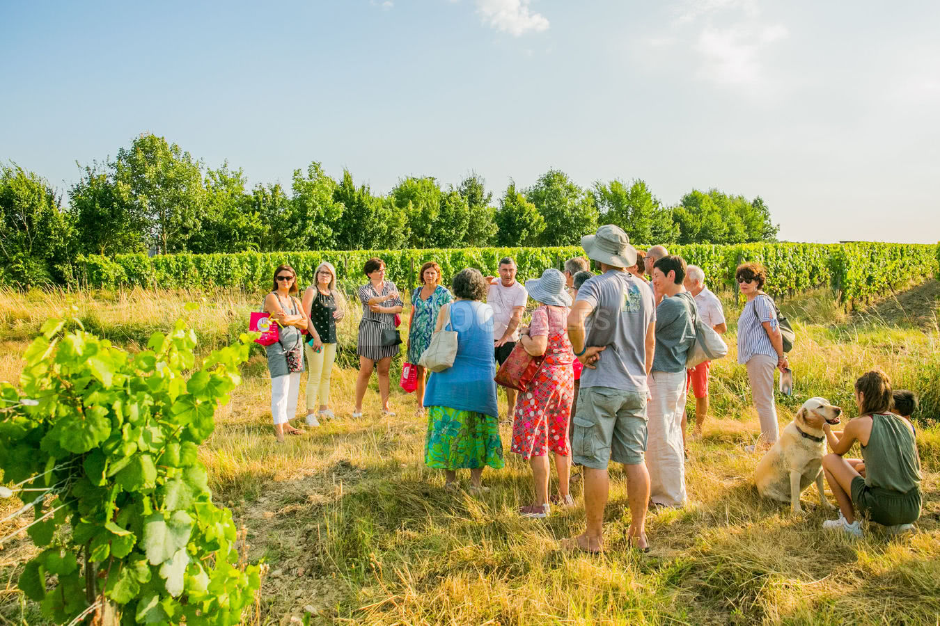 Route des vins