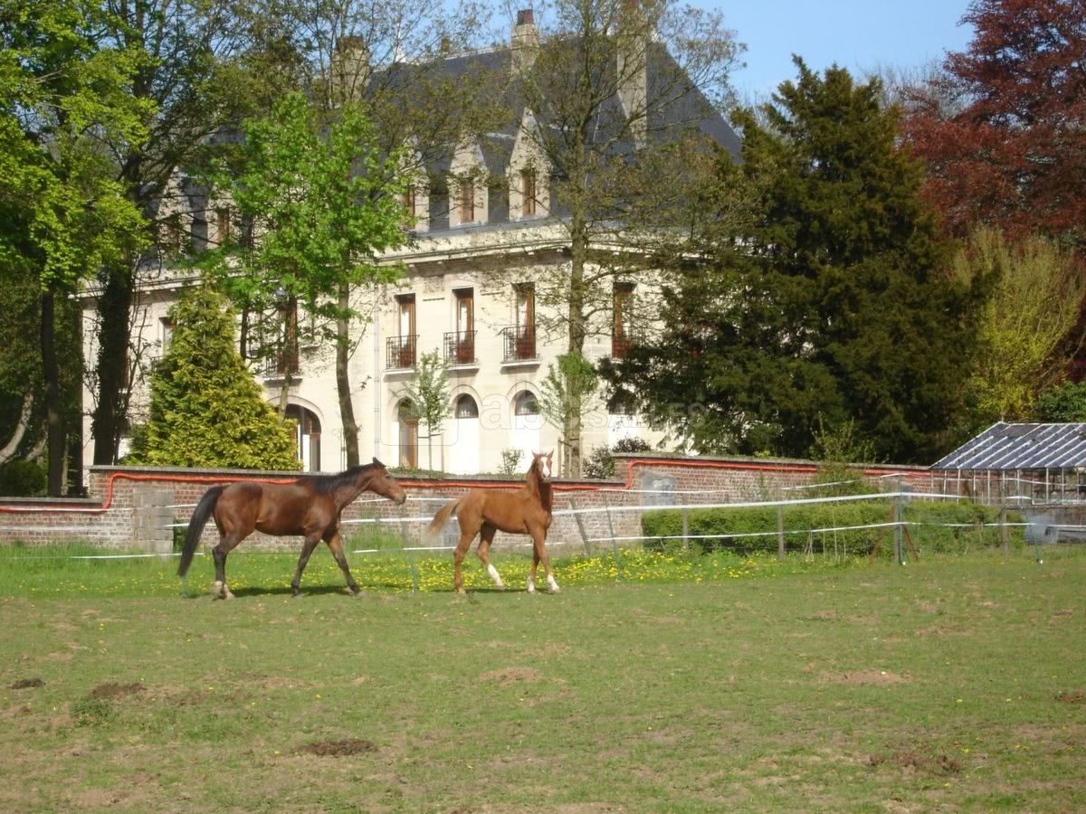 Chevaux en liberté