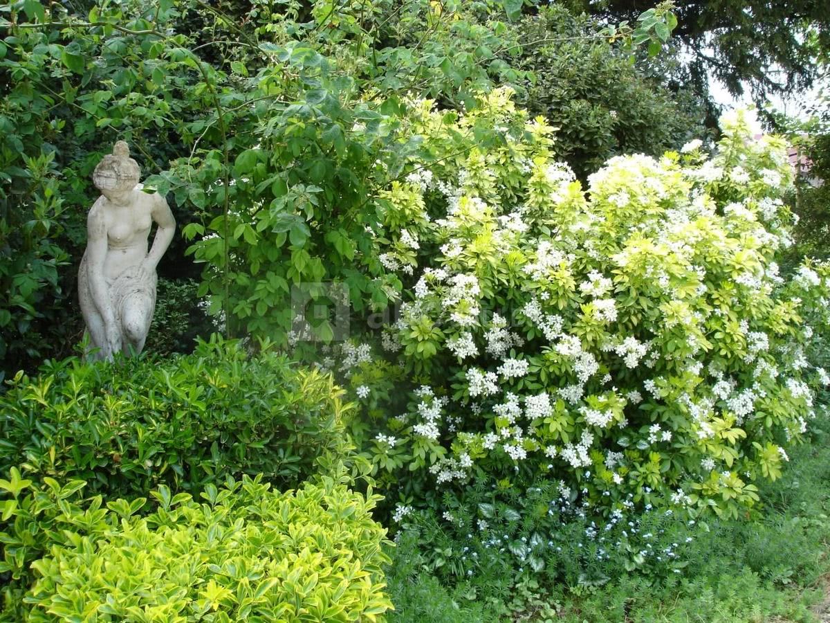 Une nymphe