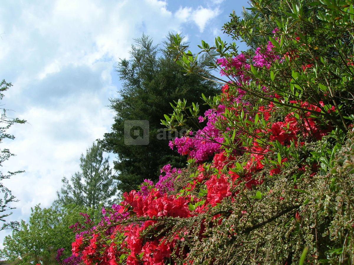 Jardin