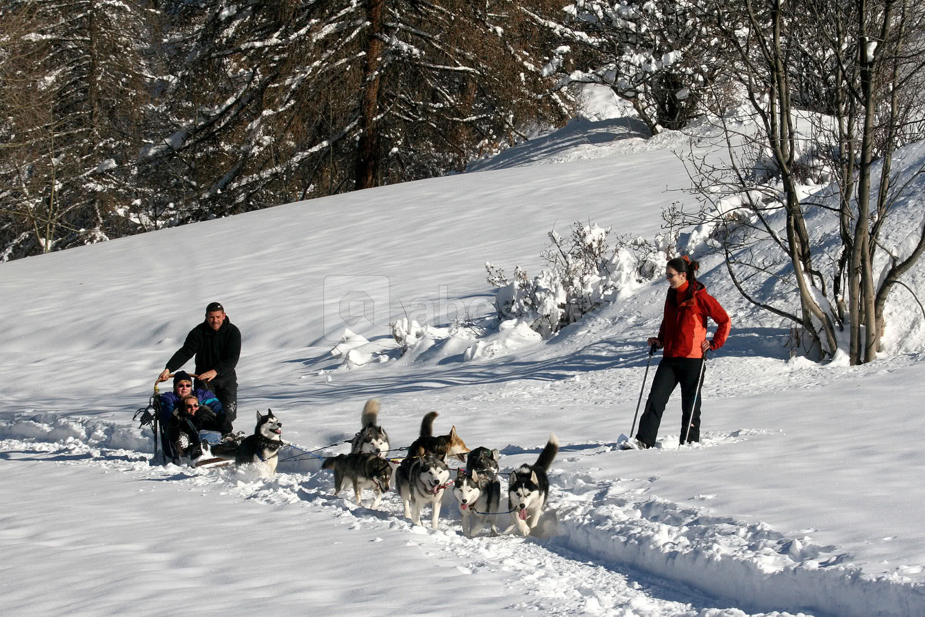 Chiens de traîneaux