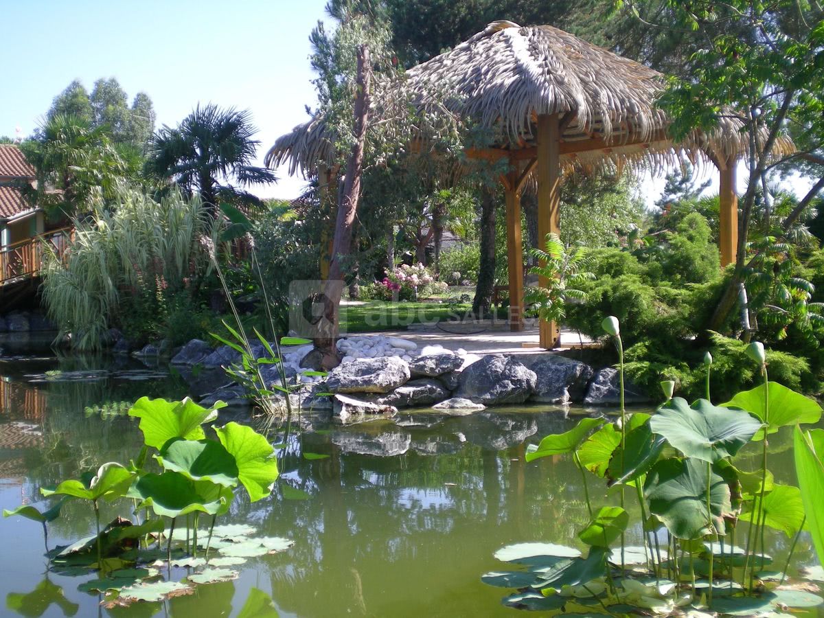 Lotus