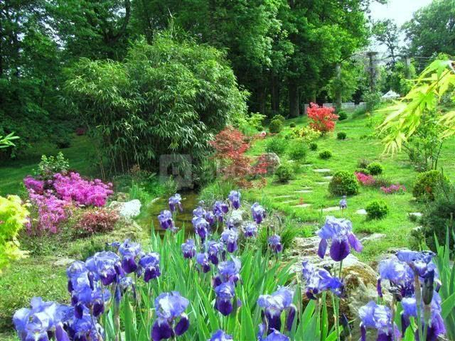 Iris
