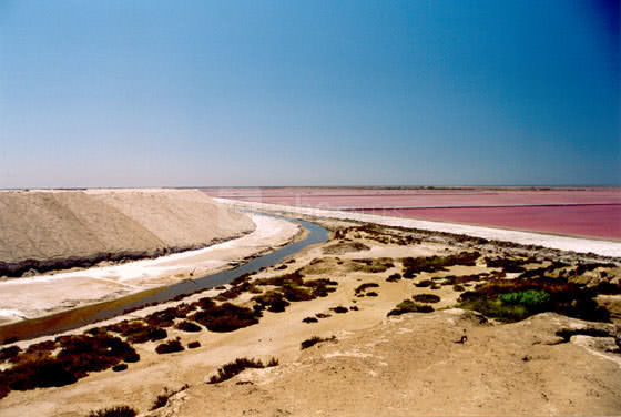 Salins