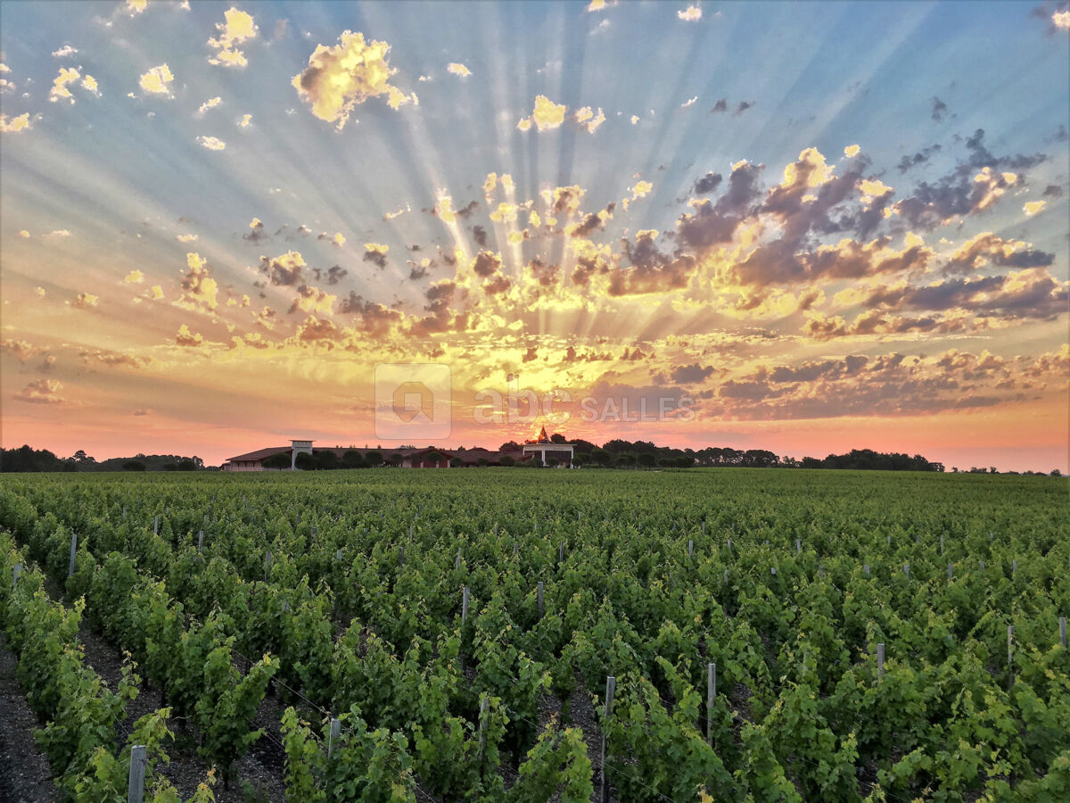 Vue sur le vignoble