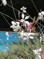 Le Devem du Mirapier