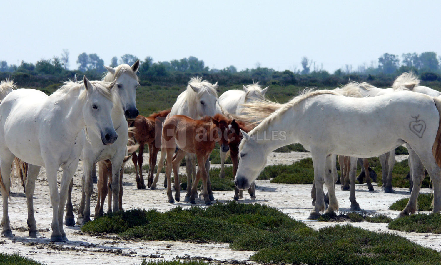 Elevage de chevaux