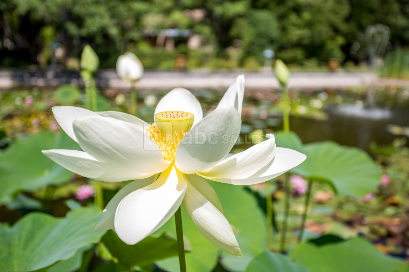 Lotus