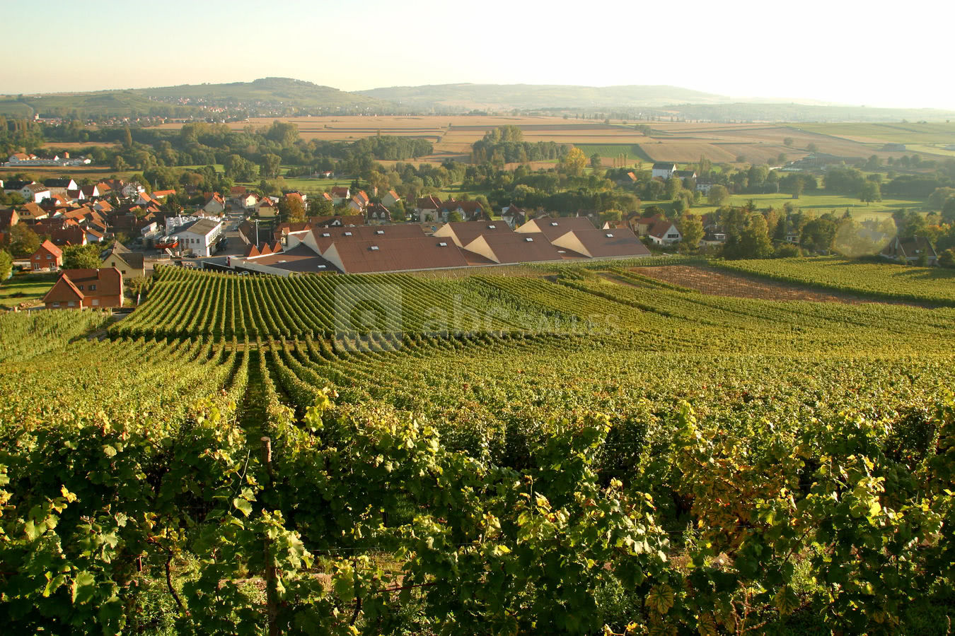 Vignoble