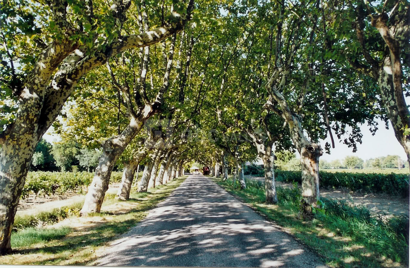 L'allée de platanes
