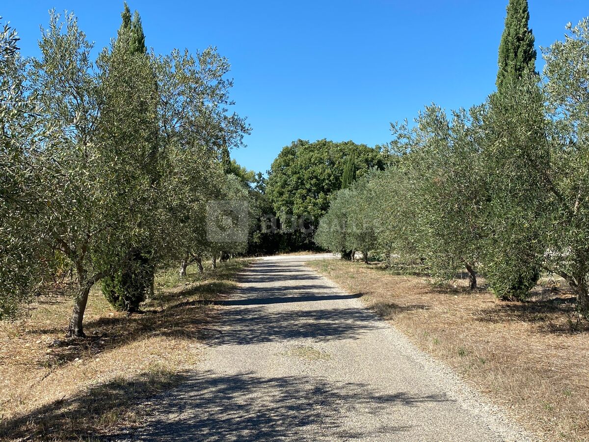 Arrivée par le chemin privé bordé d'oliviers et de cyprès