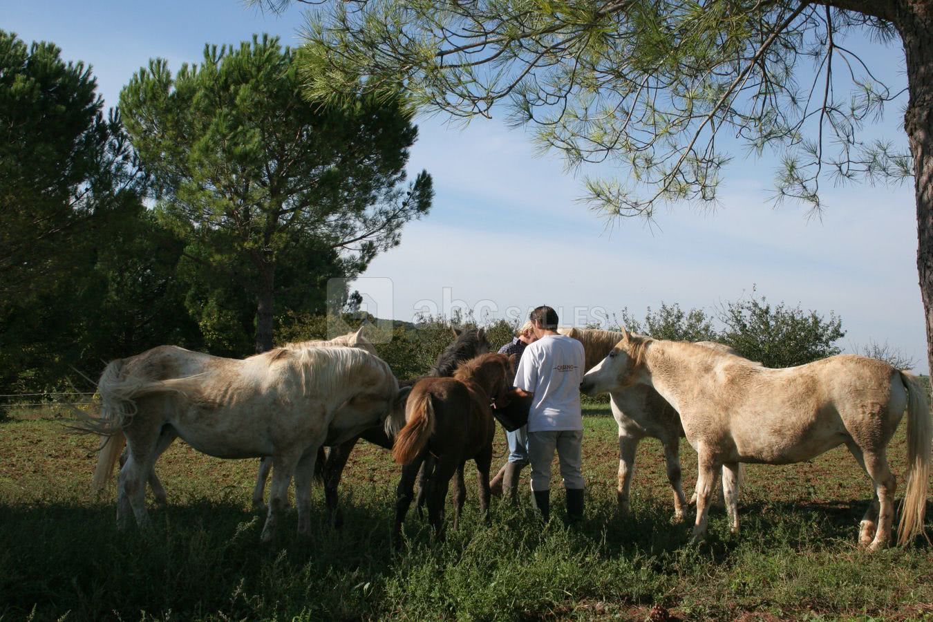 Chevaux camargue