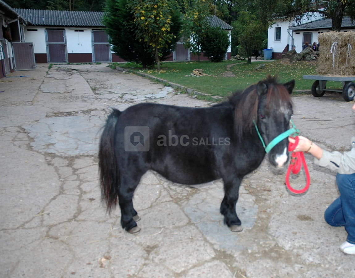 Poney club