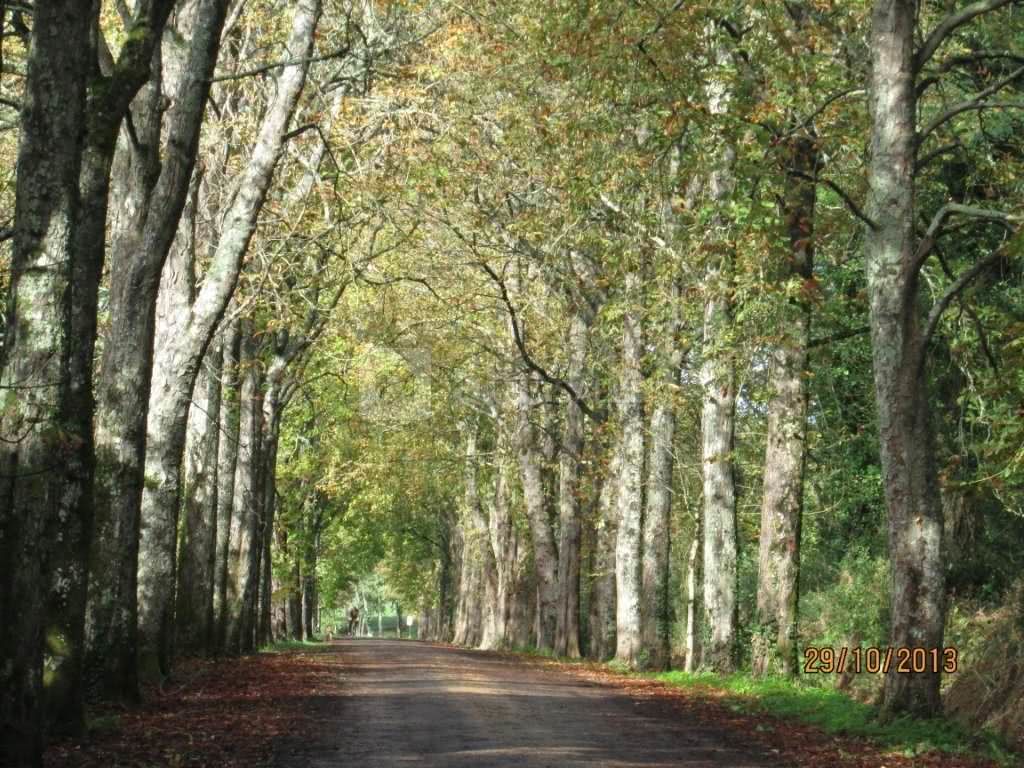 L'allée du château