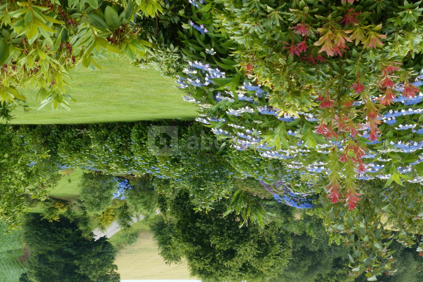 L'allée des hortensias
