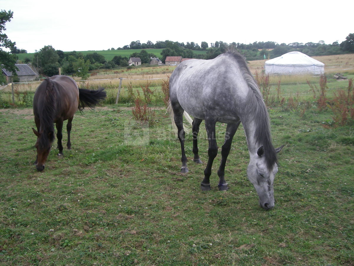En presence de nos amis les chevaux