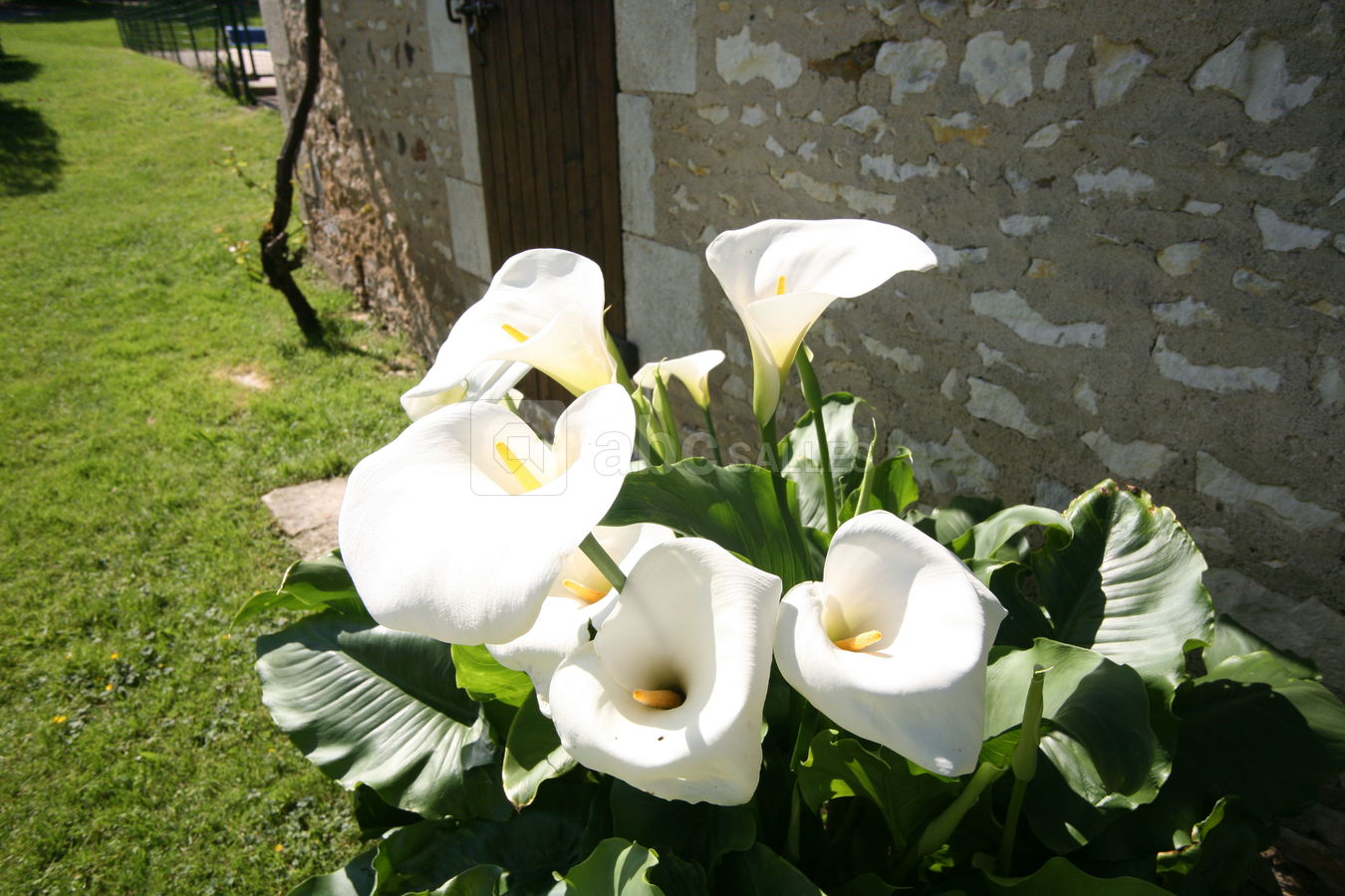 LES ARUMS DE MAI