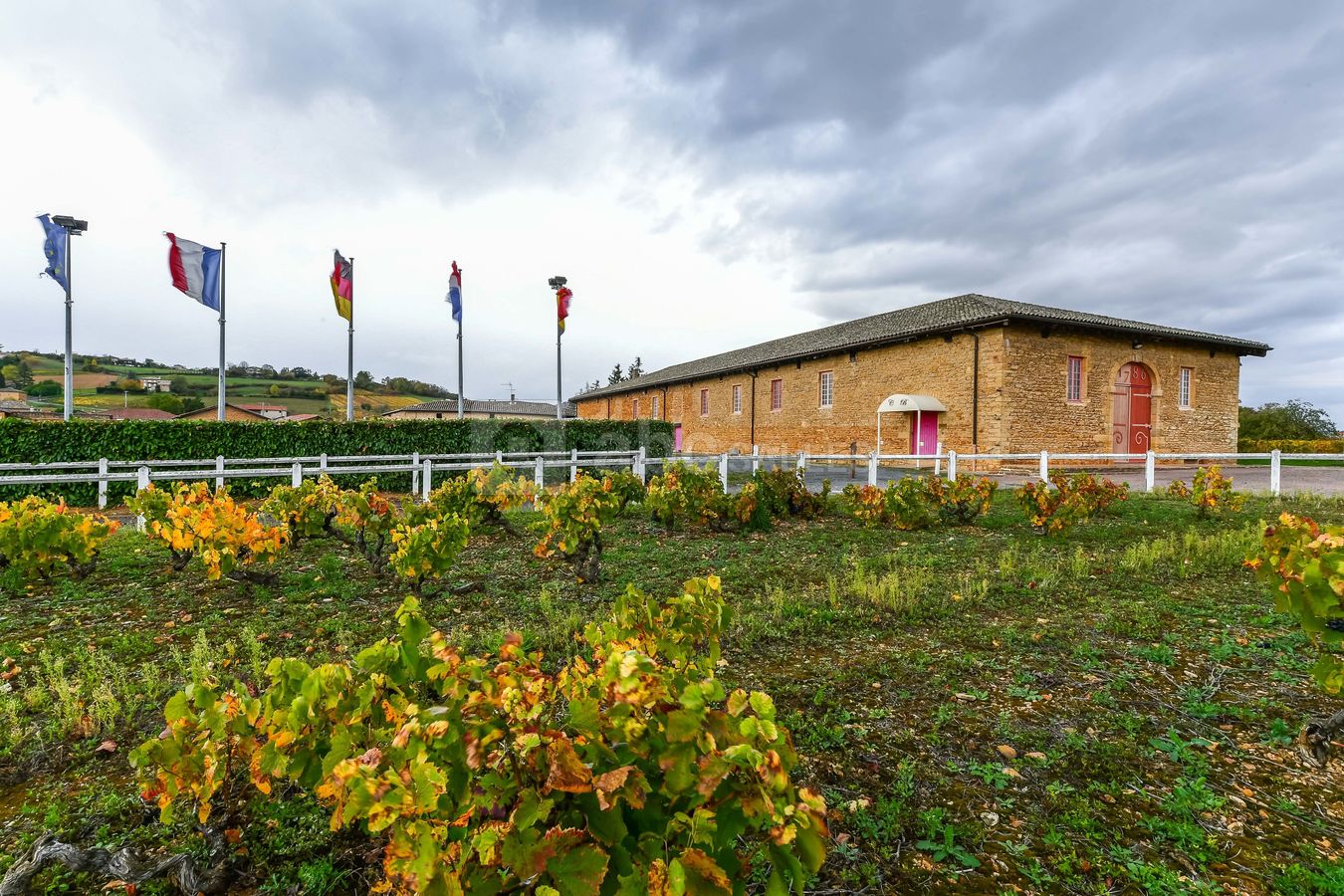 Cuvage au milieu des vignes