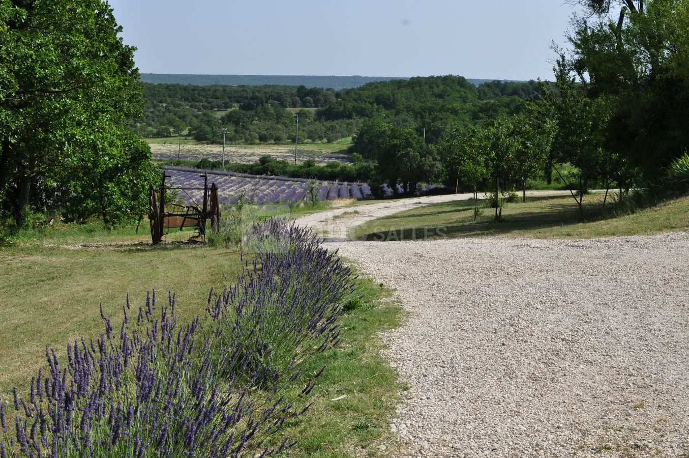 Des lavandes à perte de vue