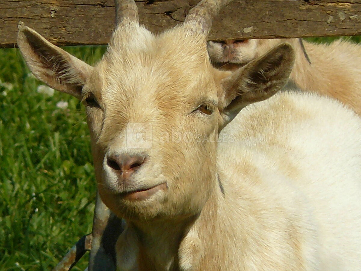 Chèvre