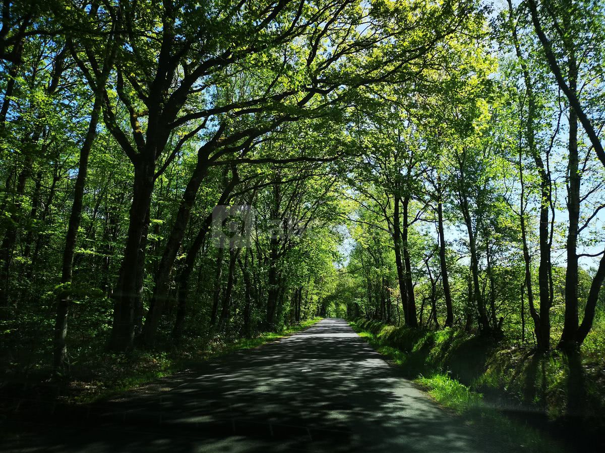 Ecrin de verdure