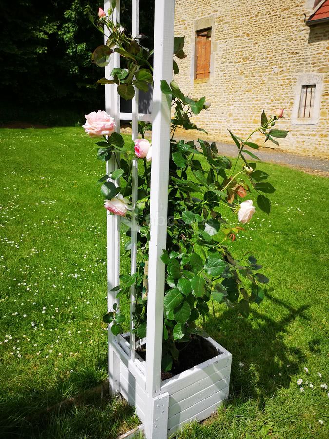 L'arche avec ses rosiers