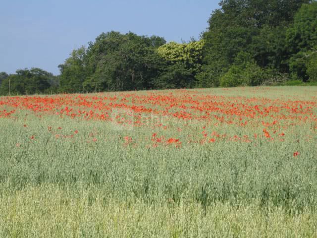 Coquelicots