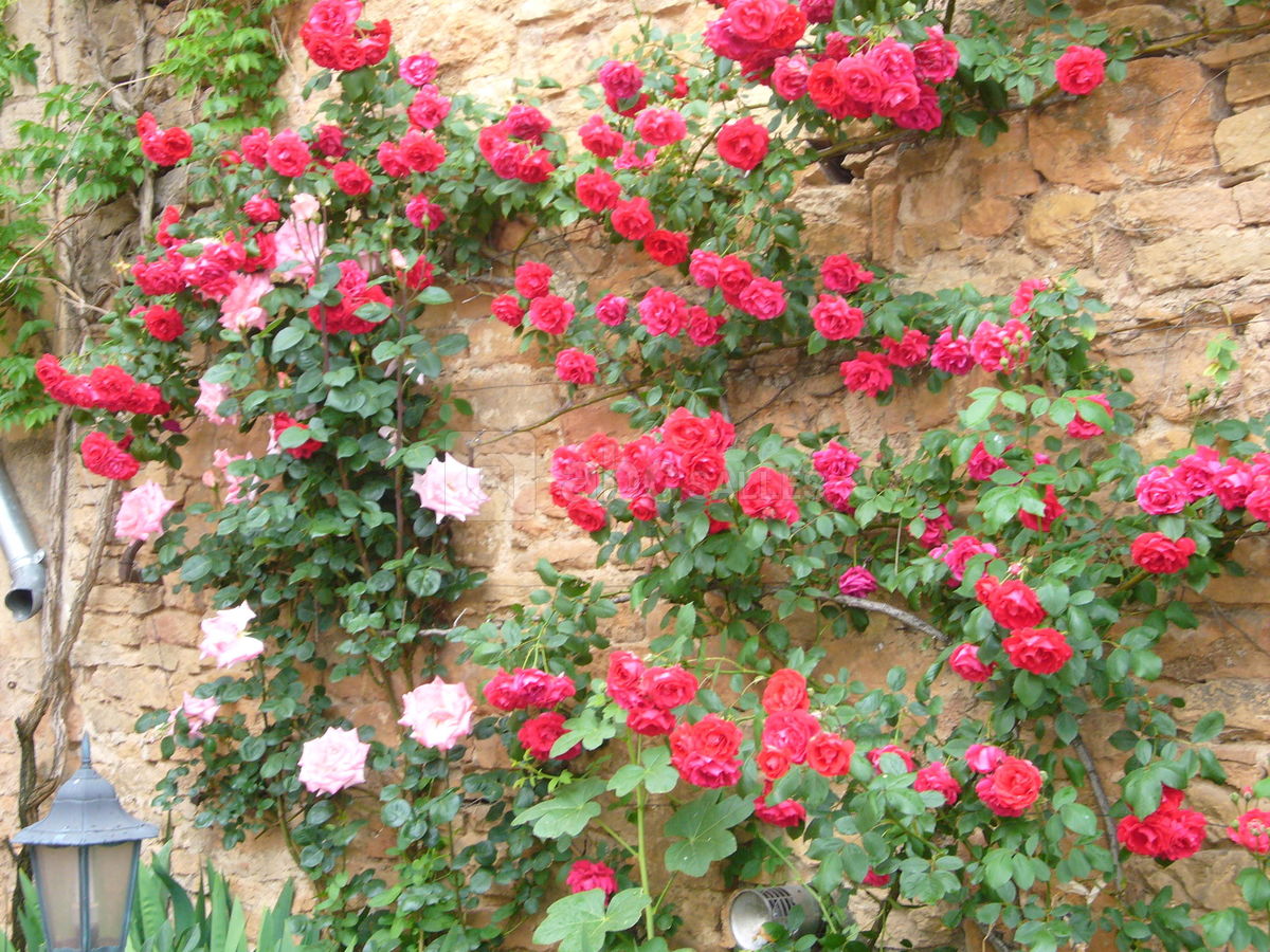 Les fleurs du château