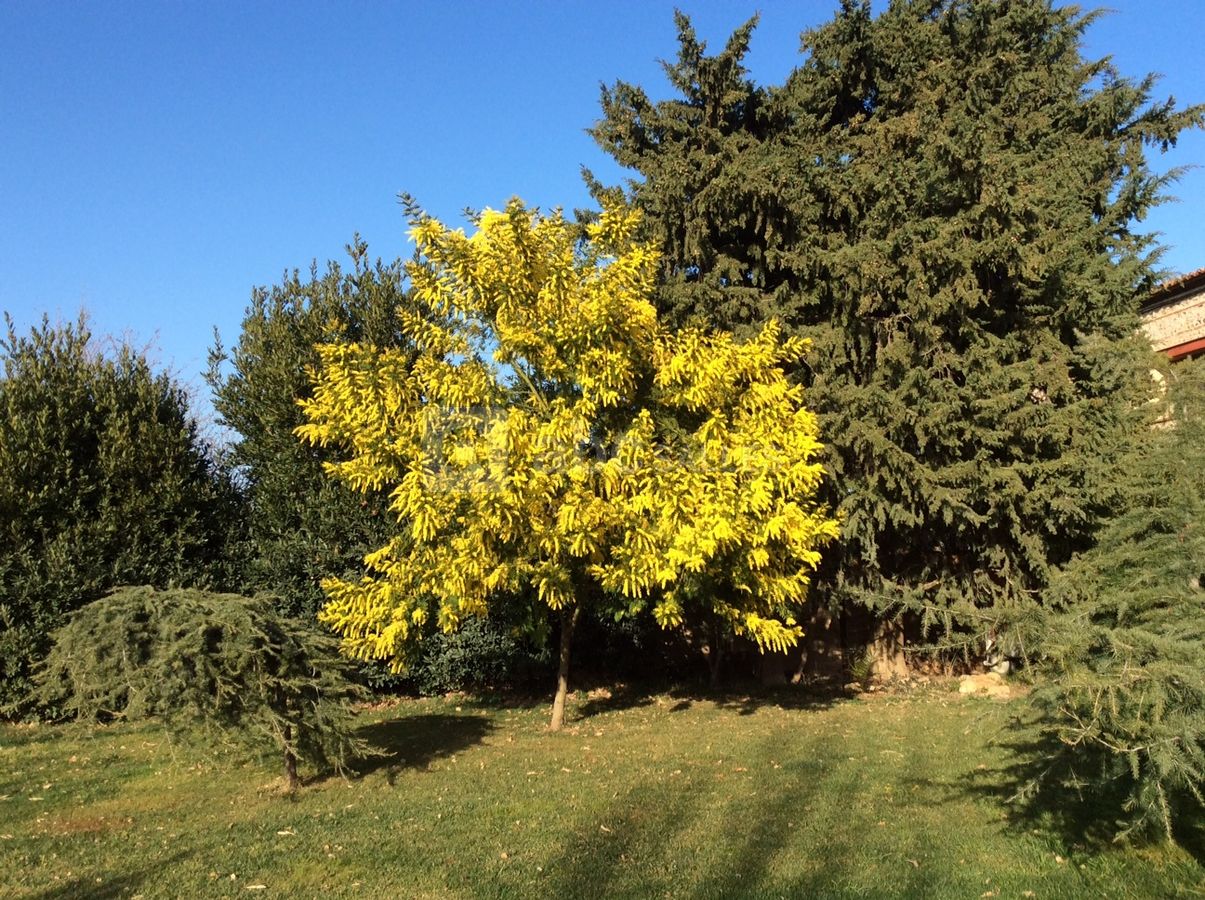 Parc