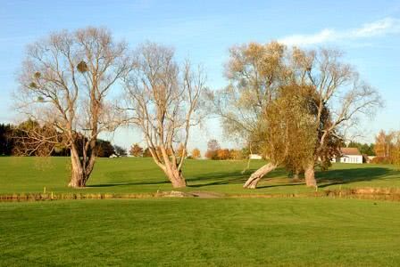 Des arbres centenaires