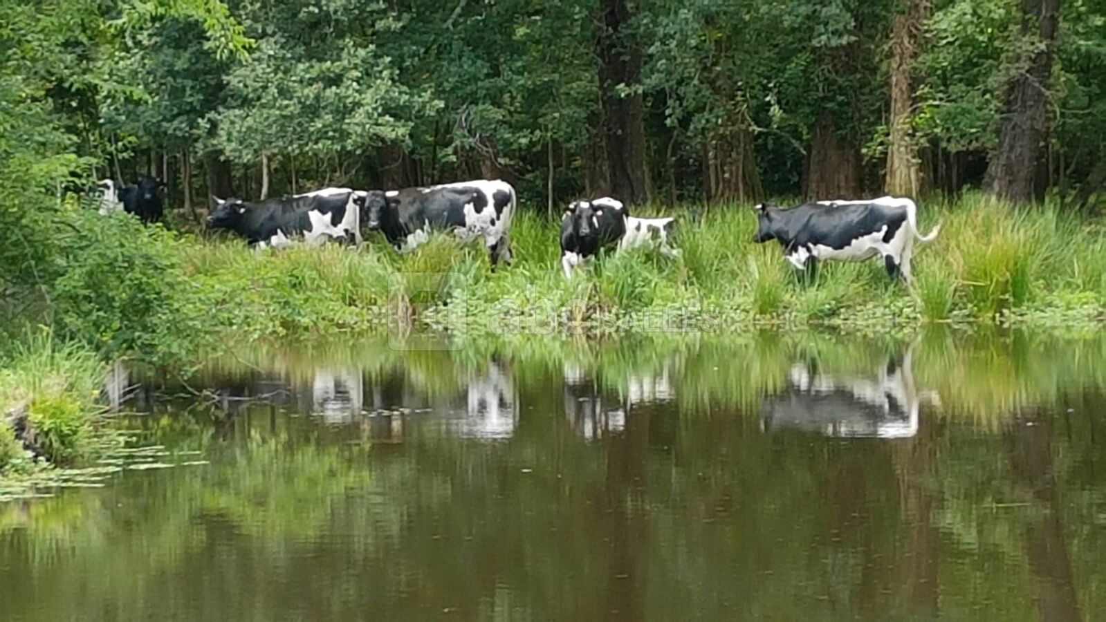 La vache bordelaise de Giscours