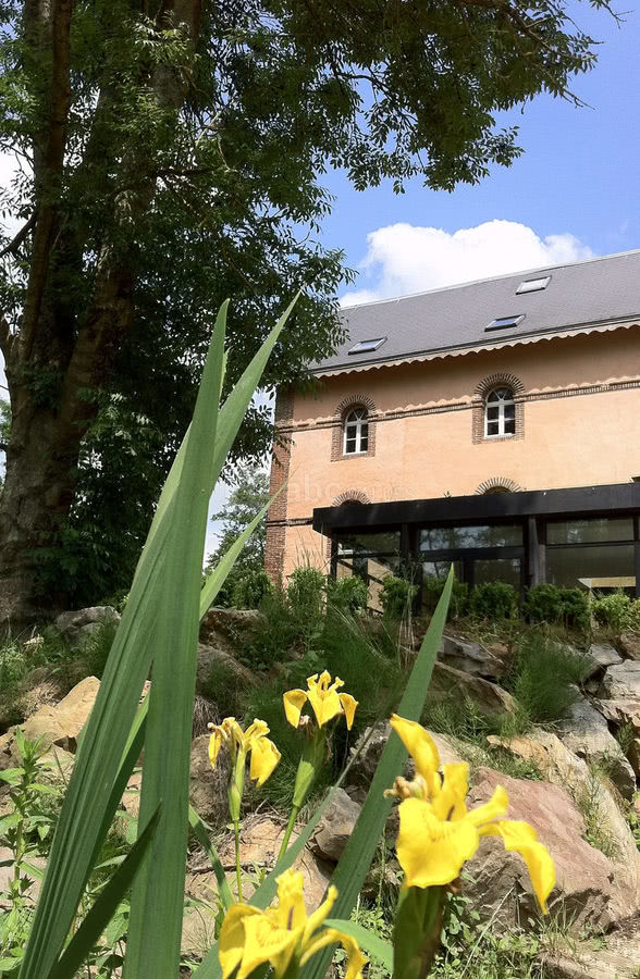 L'iris des marais