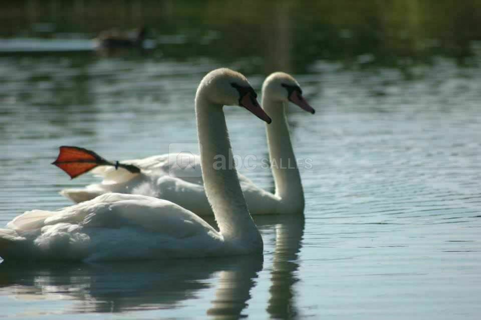 Le lac