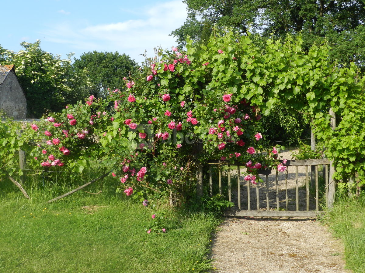 Les roses du prieuré